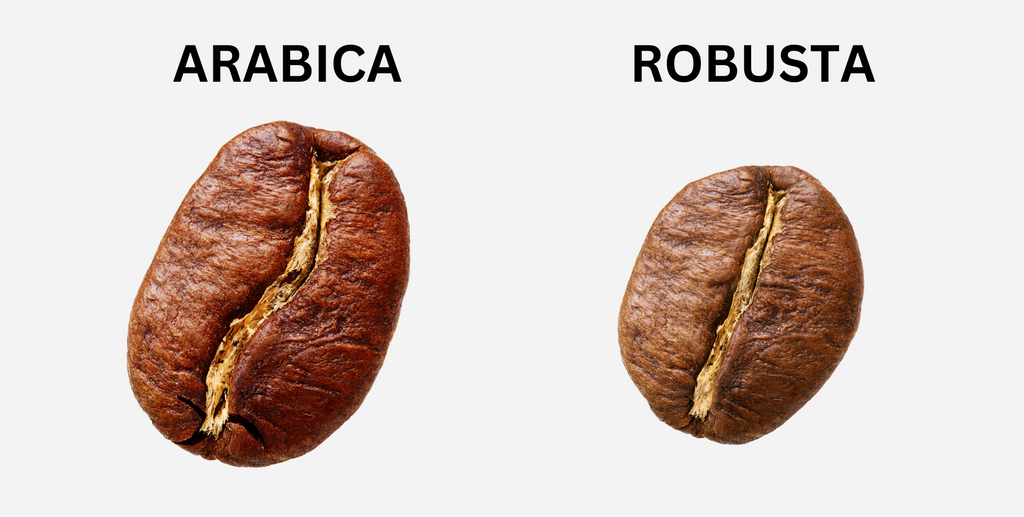 Arabica Bean (Left), Robusta Bean (Right)