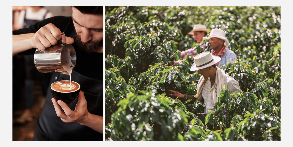 Barista Pour Latter Art (Left) Coffee Farming (Right)