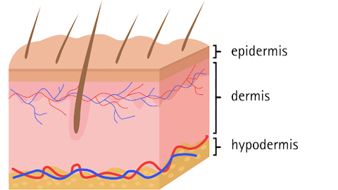 The science behind skin.
