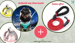 Harnais chien, Harnais Anti-fugue