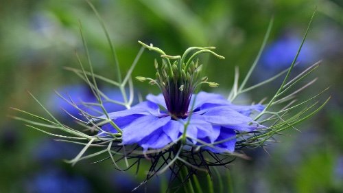 Blackseed Nigella Sativa