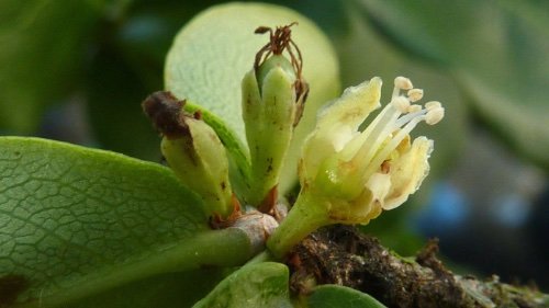 Catuaba Erythroxylum Vaccinifolium By Alex Popovkin Bahia Brazil from Brazil Erythroxylum vaccinifolium Mart CC BY 2 0 httpscommons wikimedia orgwindex phpcurid48830701