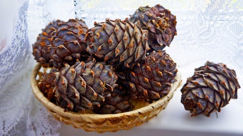Cedar Nut