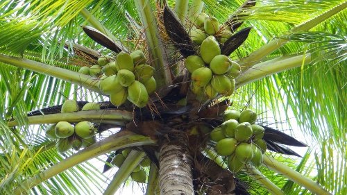 Coconut Cocos Nucifera