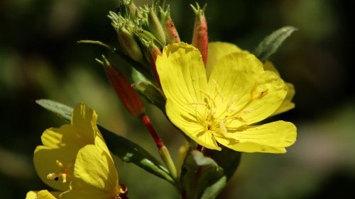 Evening Primrose Oenothera Biennis