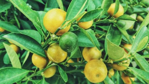 Lemon Citrus × Limon