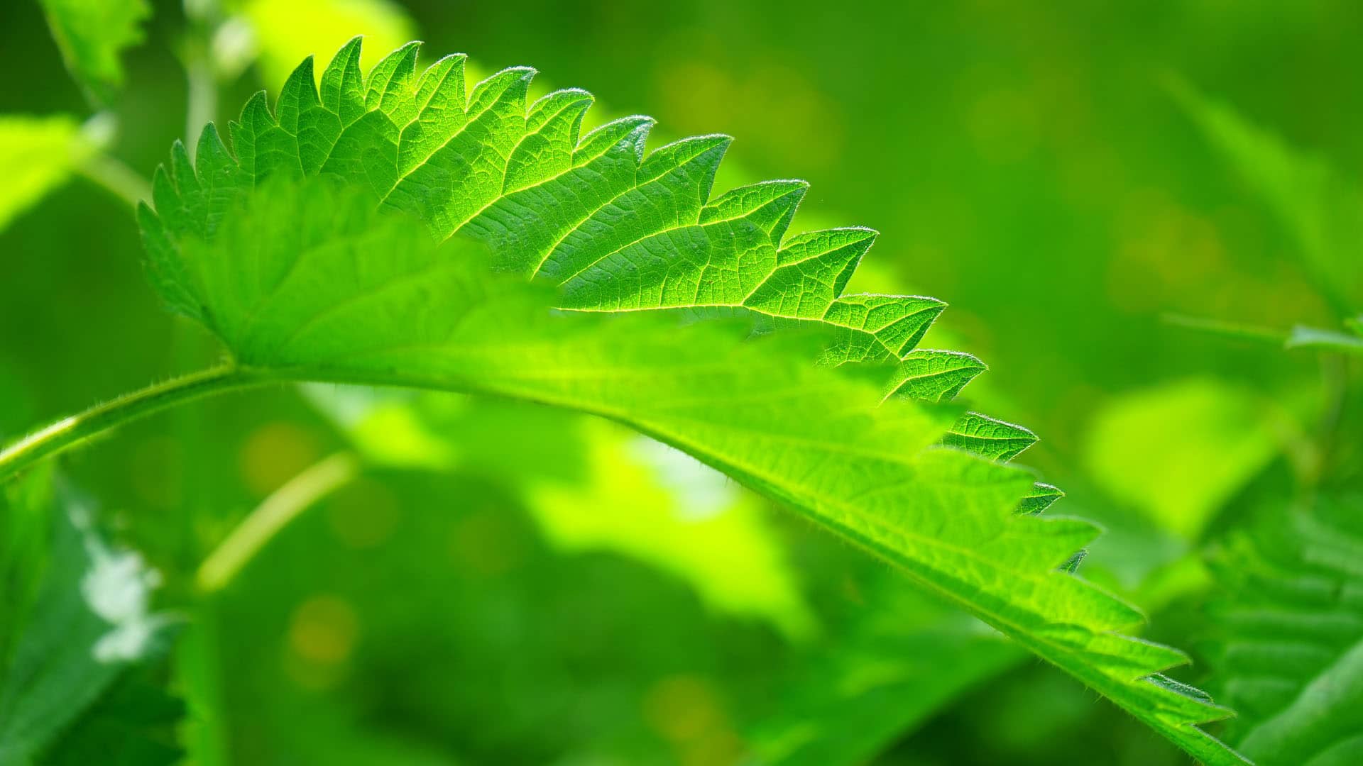 Nettle Leaf (Urtica Dioica)