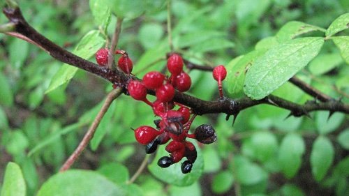 Prickly Ash Zanthoxylum Americanum httpwww perverdonk comWild20Flowers