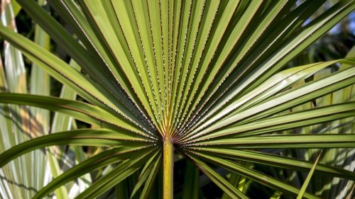 Saw Palmetto Serenoa Repens