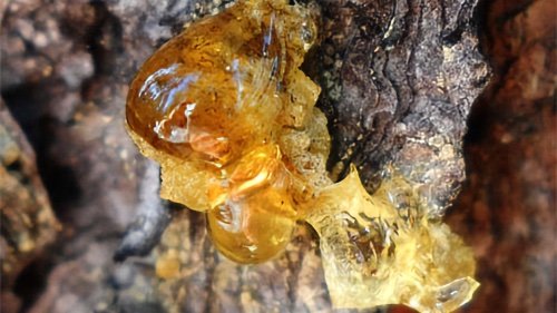 Siberian Cedar Resin