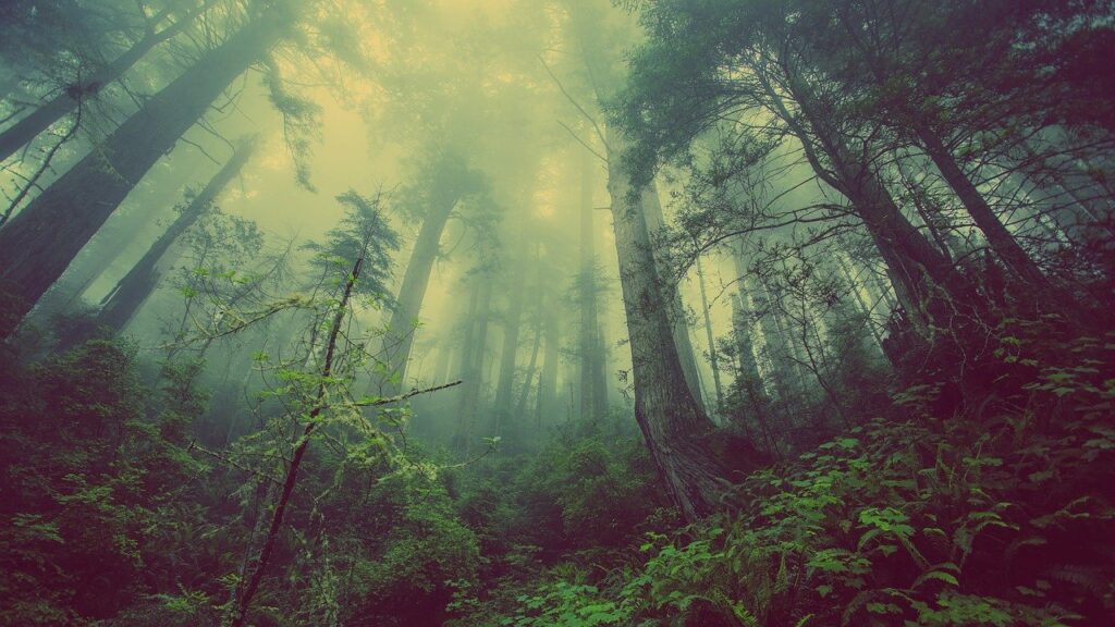 Cedar forest heals the skin