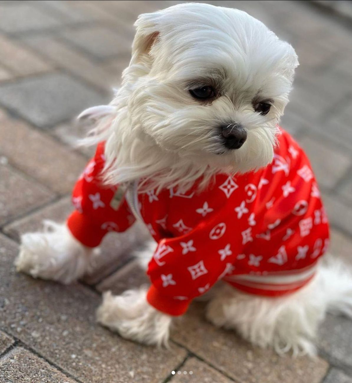 Designer Inspired Pet Apparel and Accessories – PStreetwear