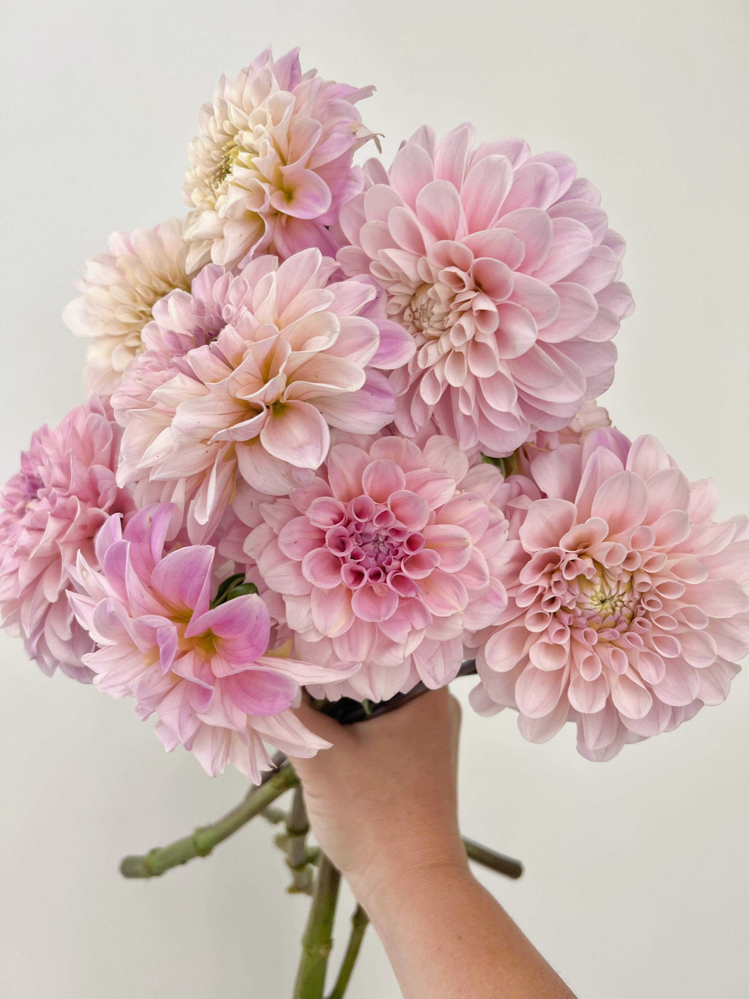 Ranunculus Amandine Chamallow – Floret Library