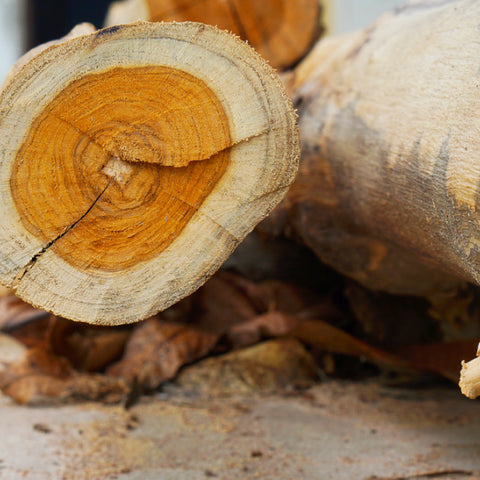 Close-up view of cut tree logs, showcasing the durability and quality of Stihl chainsaw mufflers that enable clean, efficient cuts through tough wood.