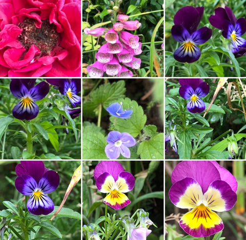 Collage of garden flower photos including pansys