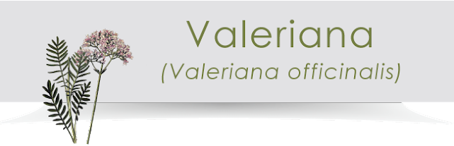Ingredienti di Revit: la Valeriana