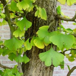 Ginkgo biloba