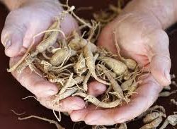 ginseng