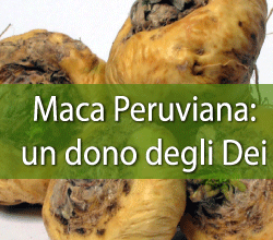 maca