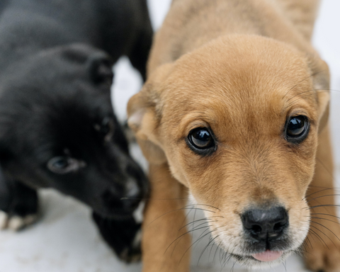 Socialisation-des-chiots