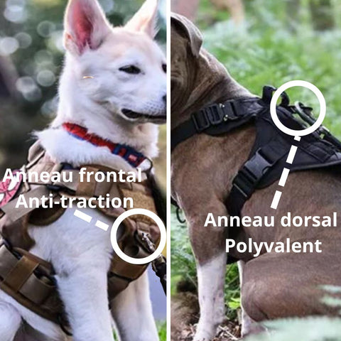 harnais-tactique-chien