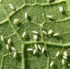 Whiteflies on squash leaf courtesy of CAES-UGA