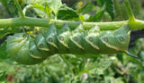 tomato hornworm image