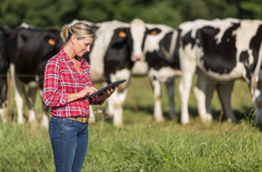 Woman farmer with herd