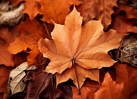 Herbstblätter