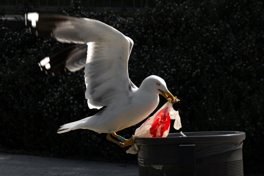 Rubbish Bins and Foul Food for Birds