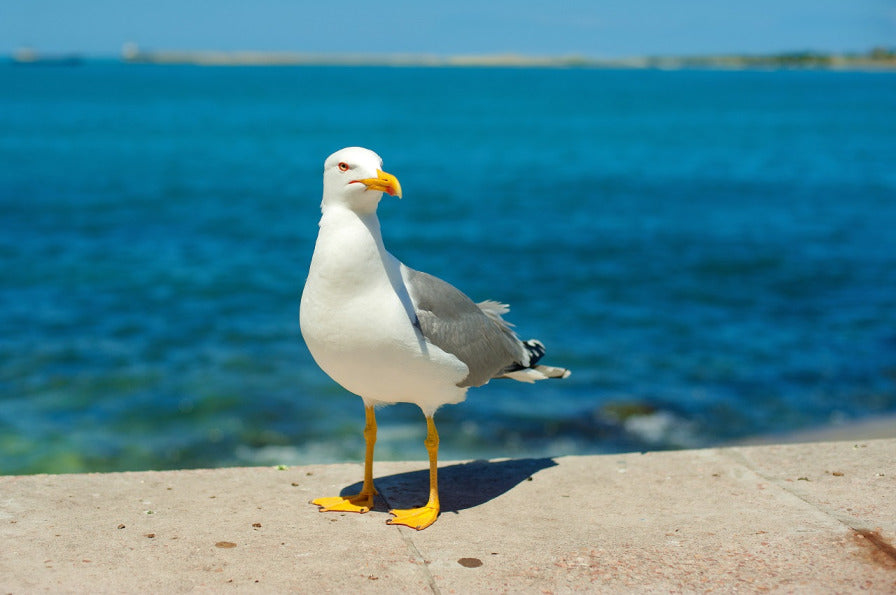 Seagull