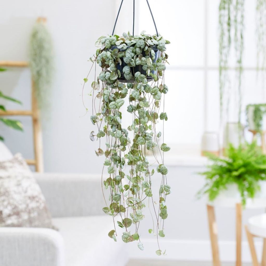 Ceropegia: String of Hearts