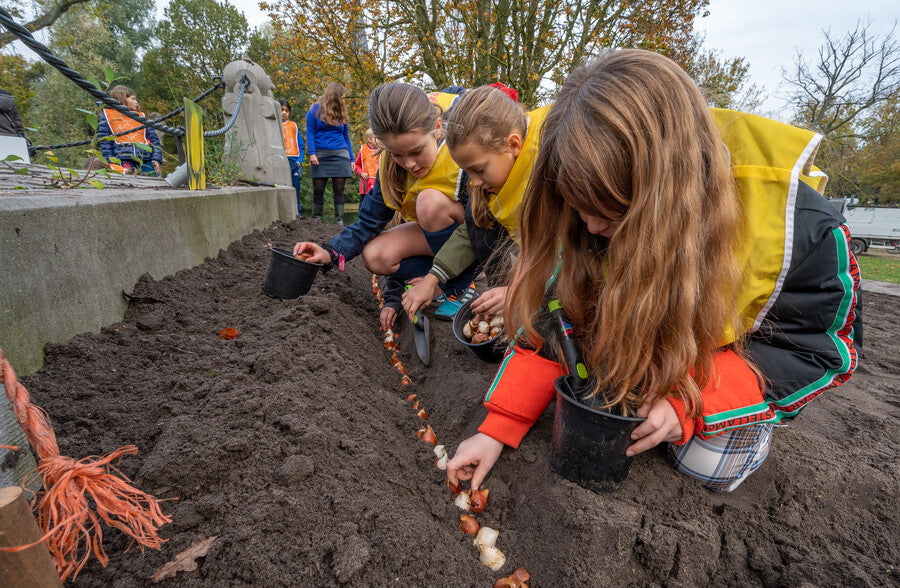 Grondsoort voor bloembollen planten