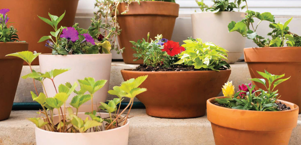 How to plant flower pots - Momcrieff