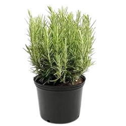 ROSEMARY