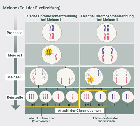 Ubiquinol-Zellteilung-Eizellreifung-Kinderwunsch