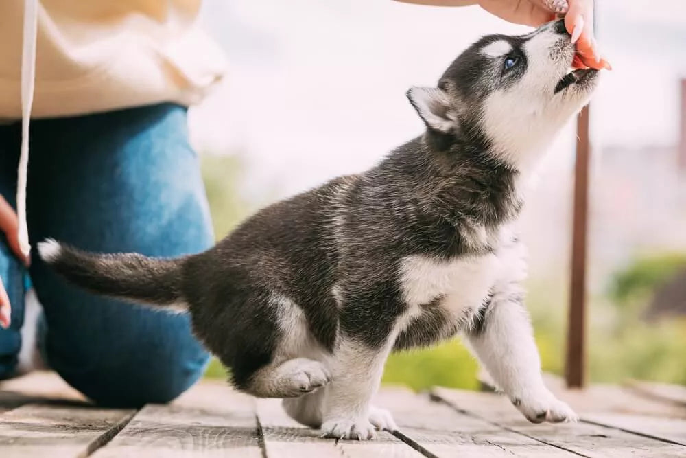 how much should i feed a husky puppy