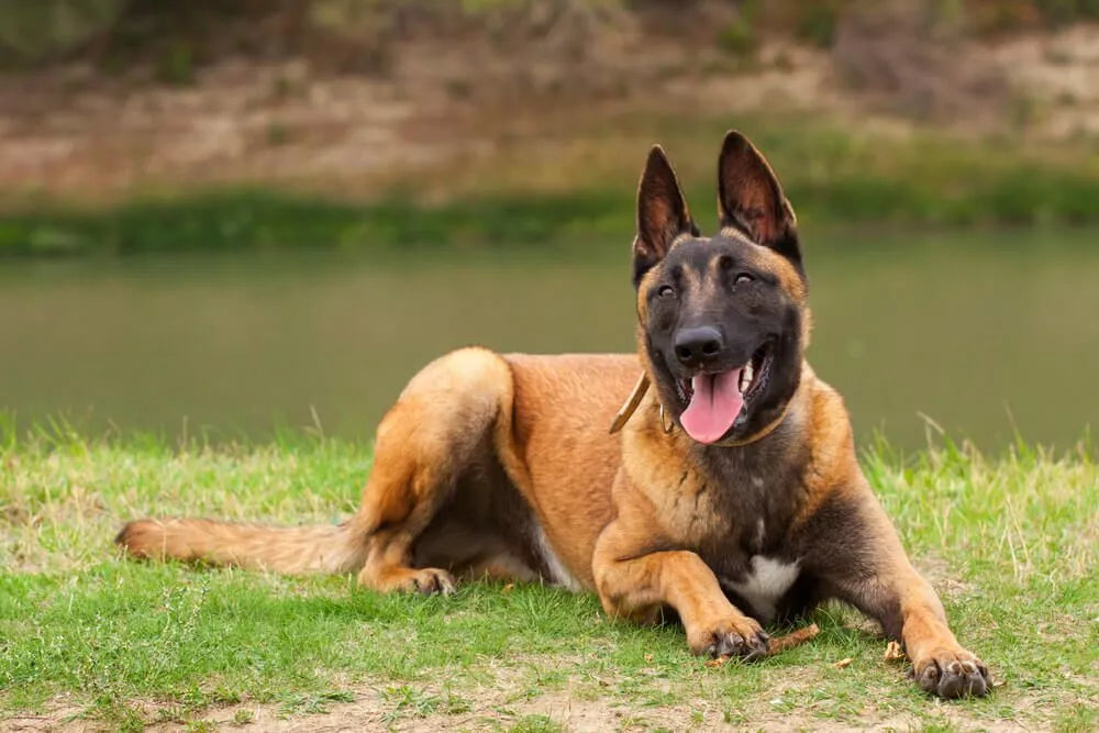 Belgian Malinois Growth Stages – timberwolfpet