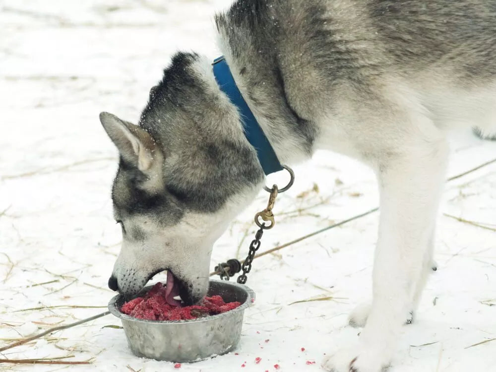 Feeding husky hot sale raw meat