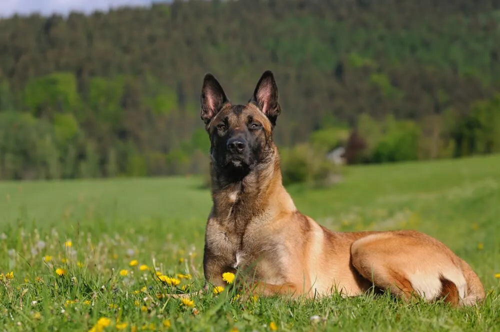 7 Fun Facts About the Belgian Malinois – American Kennel Club
