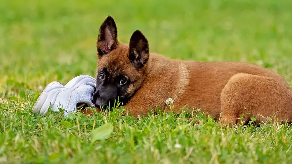 7 Fun Facts About the Belgian Malinois – American Kennel Club