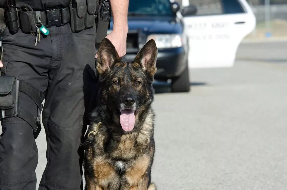 do police dogs have ranks