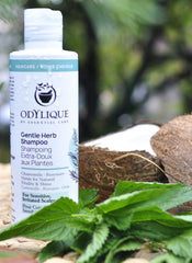 Odylique Gentle Herb Shampoo