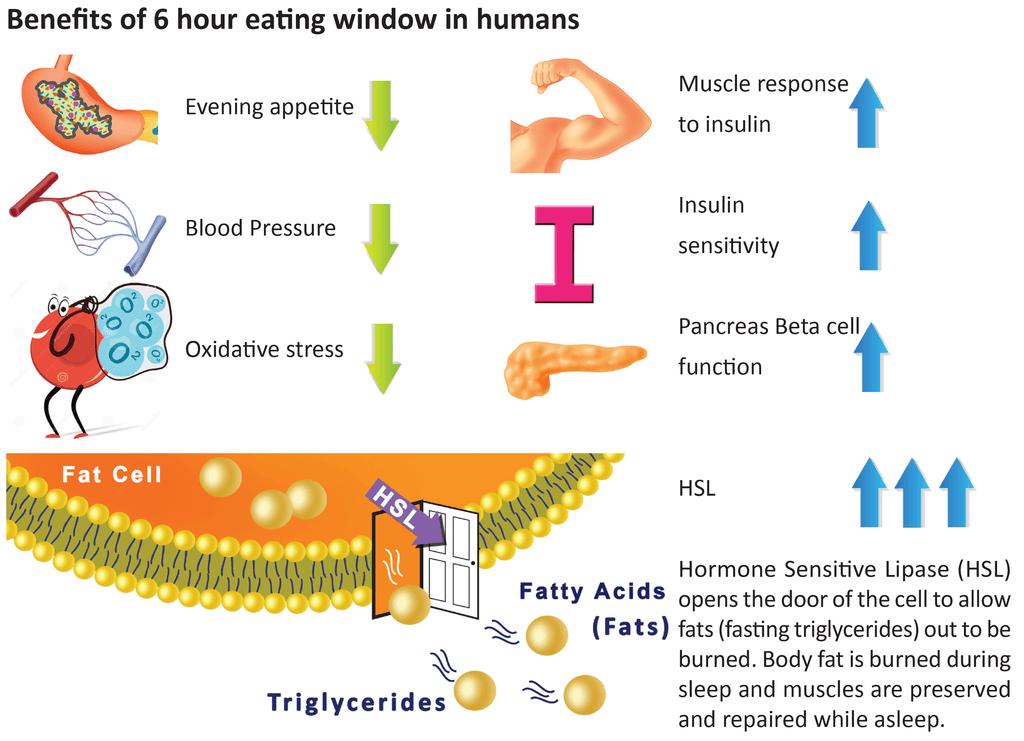 Benefits of 6 Hour Eating Window in Humans