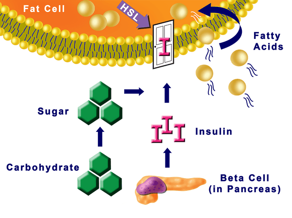CIRCADIAN FAT CELL HSL INHIBITED DRAWING 3