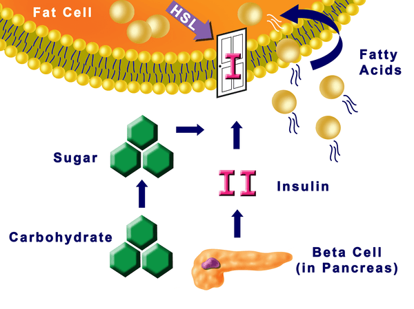 CIRCADIAN FAT CELL HSL INHIBITED DRAWING 4