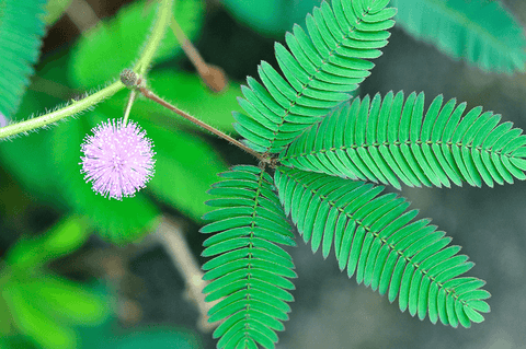 CIRCADIAN MIMOSA PLANT DAY IMAGE