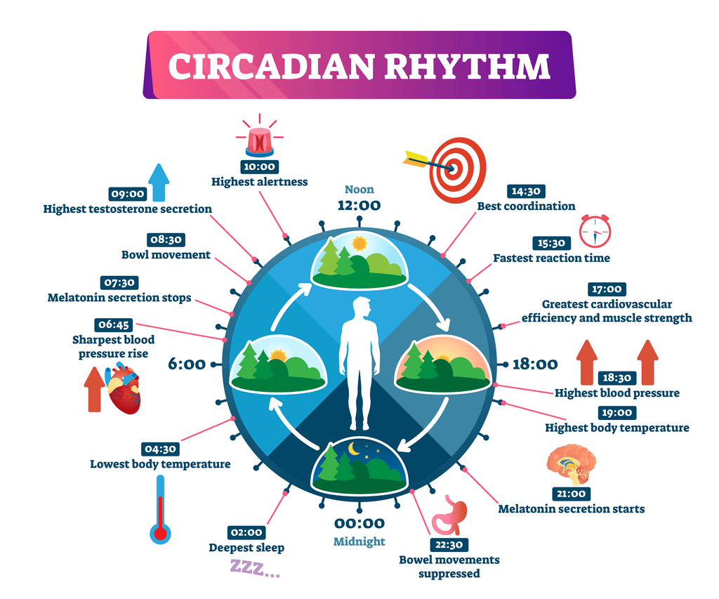 Circadian Rhythms