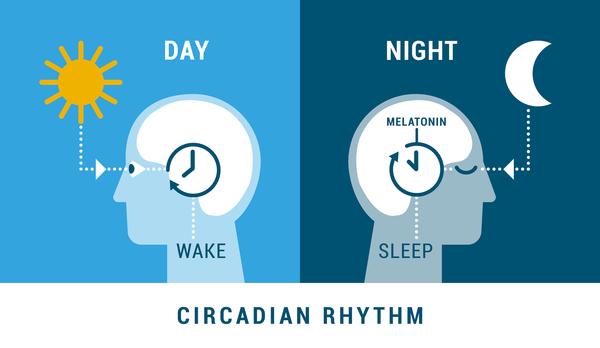 Circadian Rhythm Melatonin and Sleep 2
