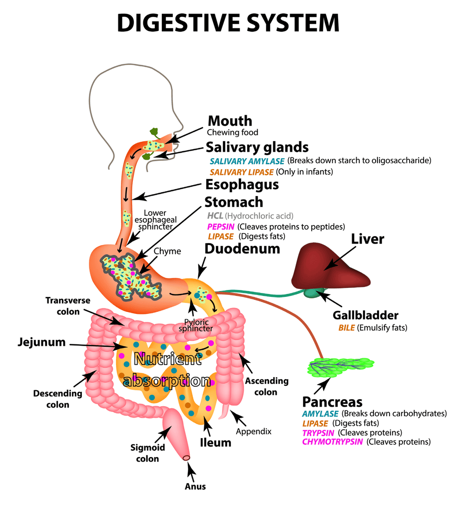 Digestive System Drawing